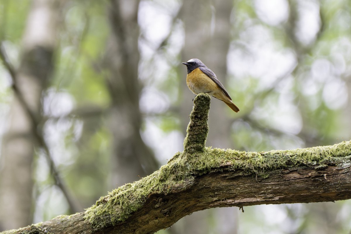 Derbyshire Bird Tours tweet media