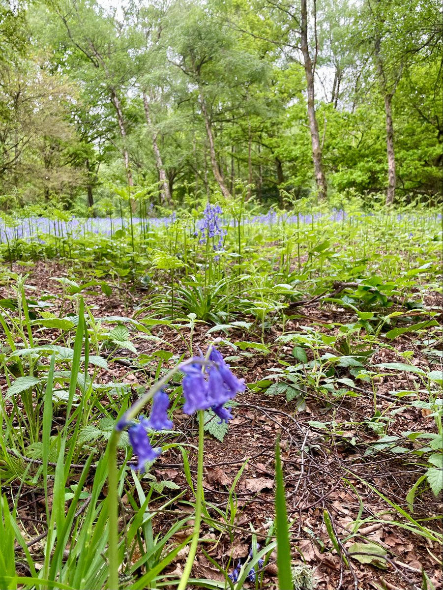 julesx10's tweet image. Walking through the local woodlands looking at bluebells still giving a wonderful show,  no better way to spend a few hours 💙💚👌🏻🌳#Treeclub