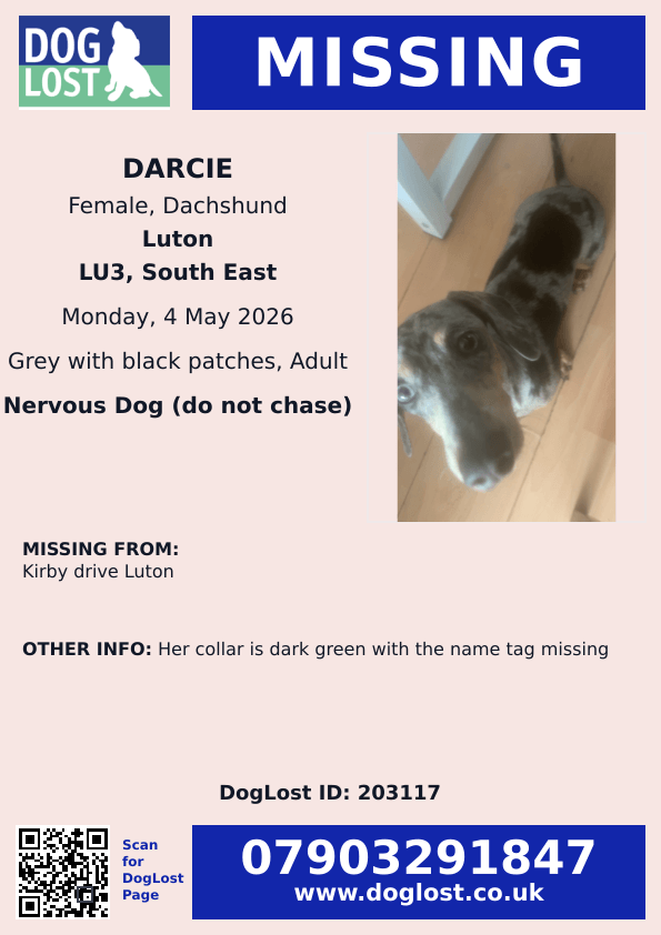 millypod1's tweet image. 🆘4 MAY 2026 #Lost Darcie #ScanMe
Grey/Black patches Dachshund Female 
#SausageArmy Nervous Dog (do not chase)
Kirby Drive #Luton #Bedfordshire #LU3
Her collar is dark green
doglost.co.uk/dog/203117