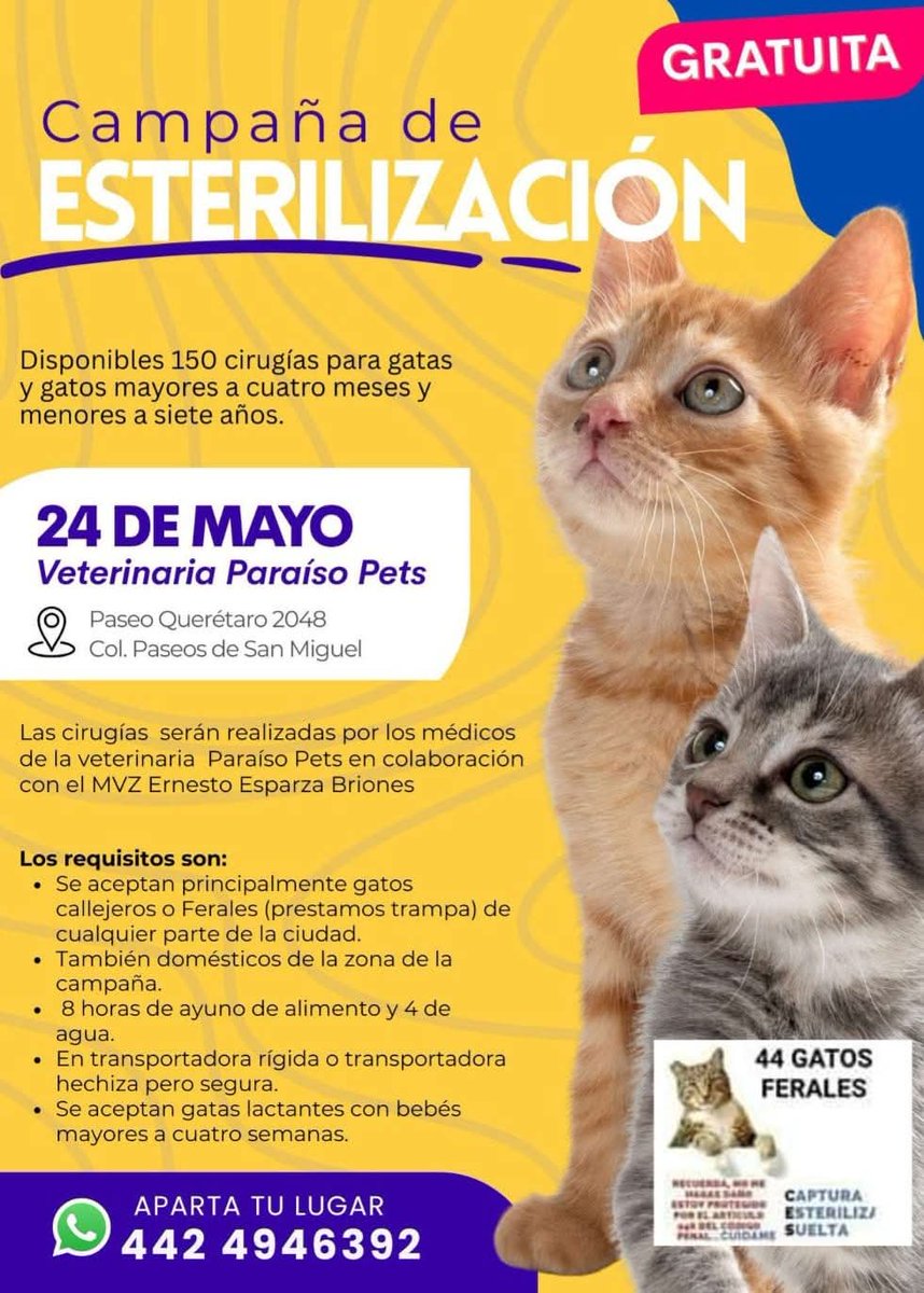 Amigos 44 gatos Ferales tienen esta campaña en #Queretaro principalmente para gatitos en situación de calle y feralitos. 

También están buscando padrinos que quieran pagar una cirugía para esos gatitos, son $190 pesitos. En equipo podemos ayudar a muchos animalitos.

Les dejo el