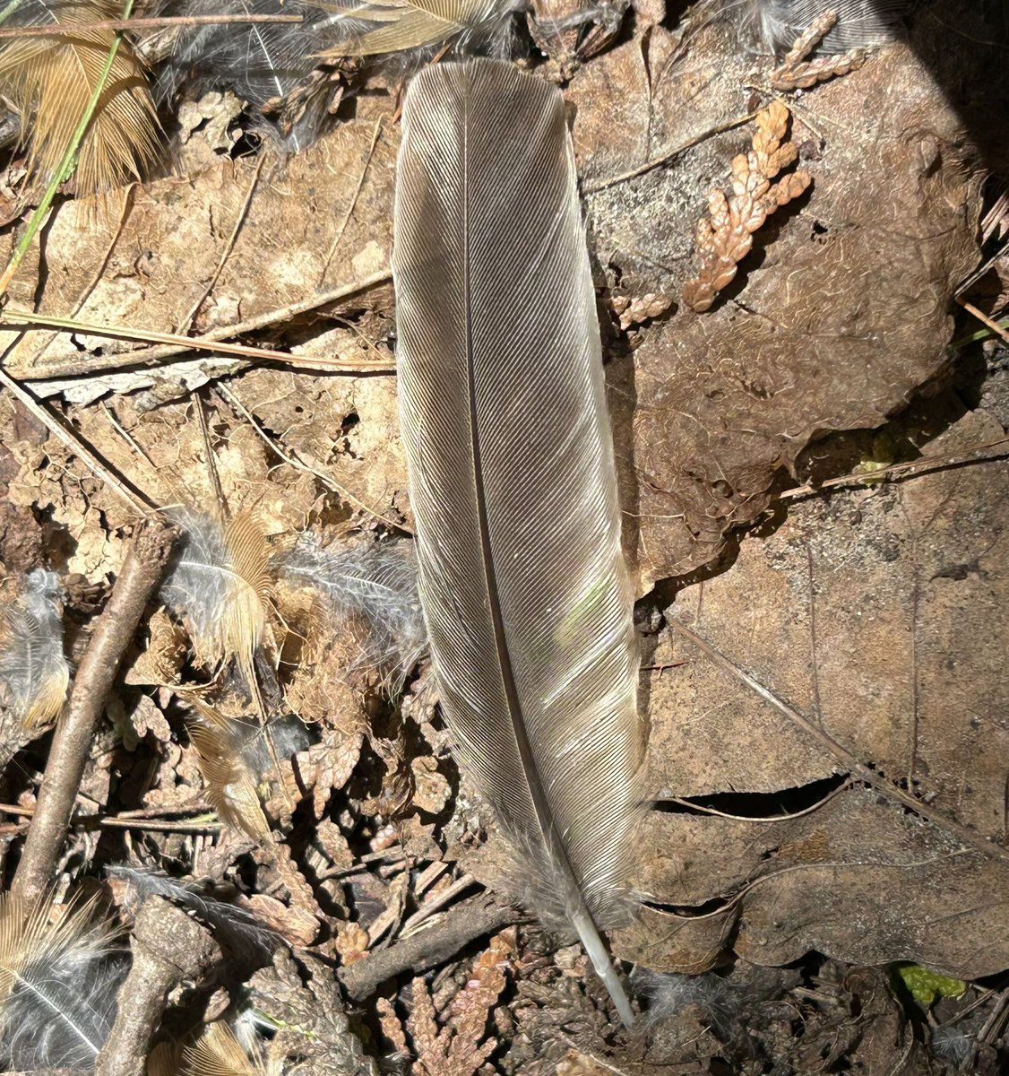hornedllark's tweet photo. anyone know what these feathers might be from? small ones were 2” ish, bigger ones varied from around 3” to 5” (southern ontario) https://t.co/zX38FrWCFx