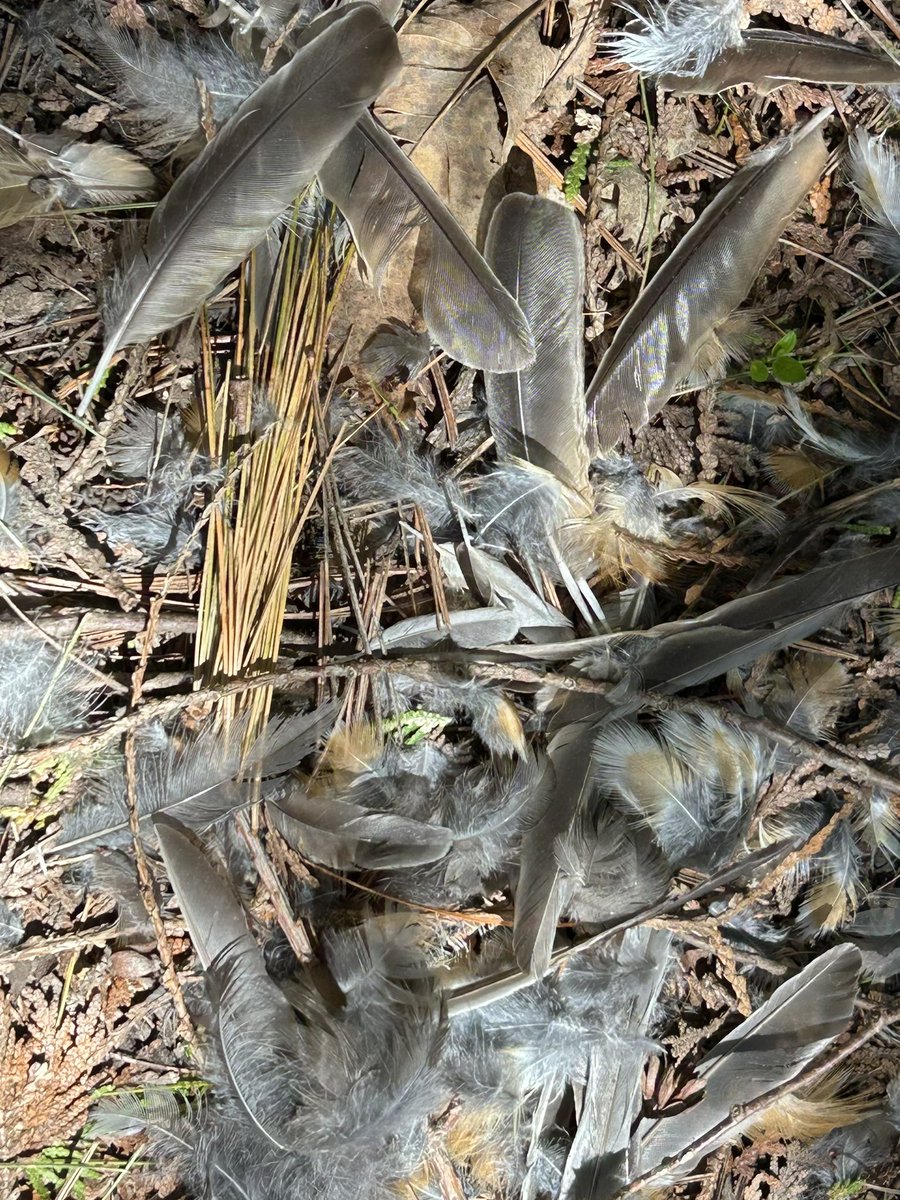 hornedllark's tweet photo. anyone know what these feathers might be from? small ones were 2” ish, bigger ones varied from around 3” to 5” (southern ontario) https://t.co/zX38FrWCFx