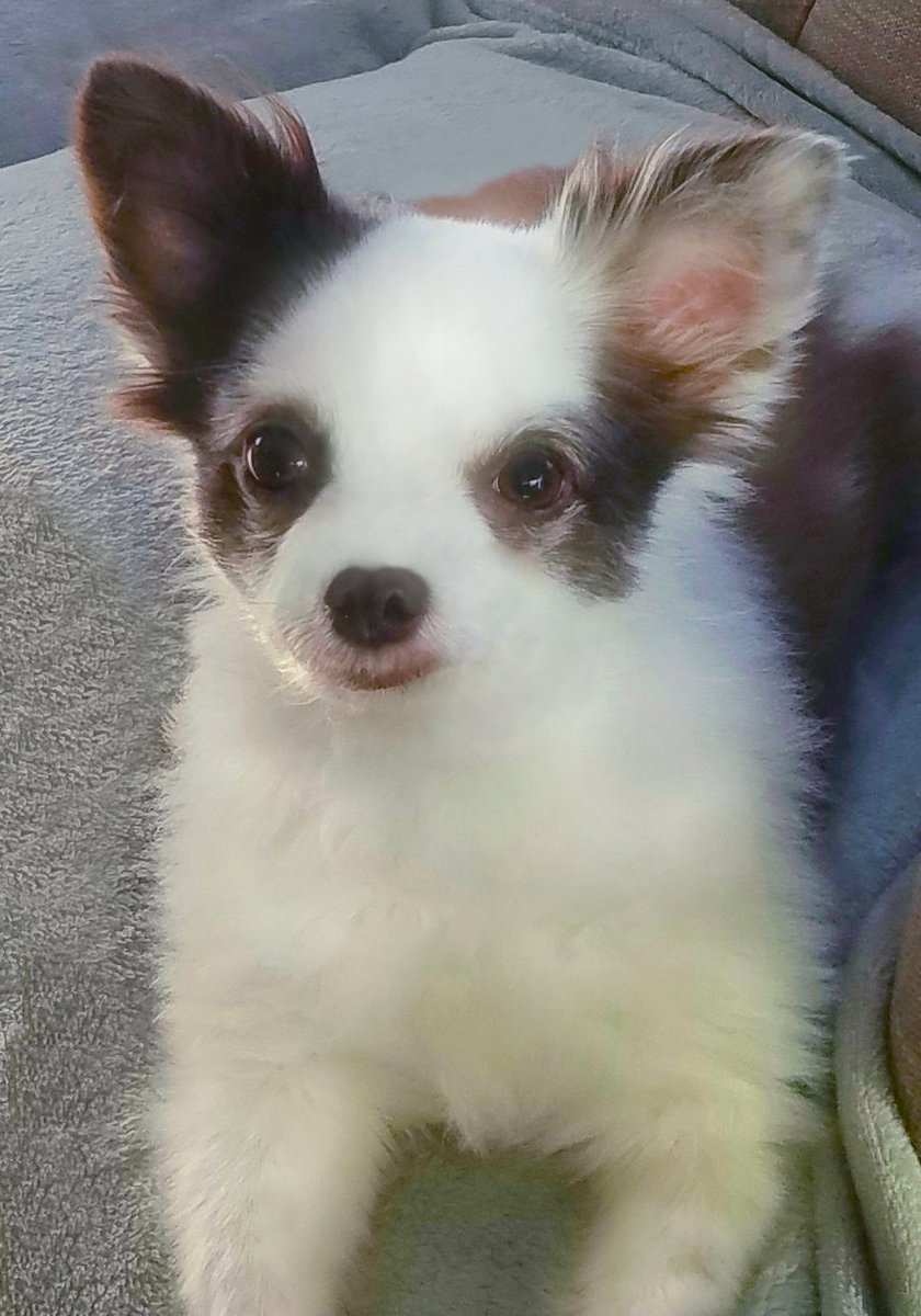 Charlie Boo 💙🐶 tweet media