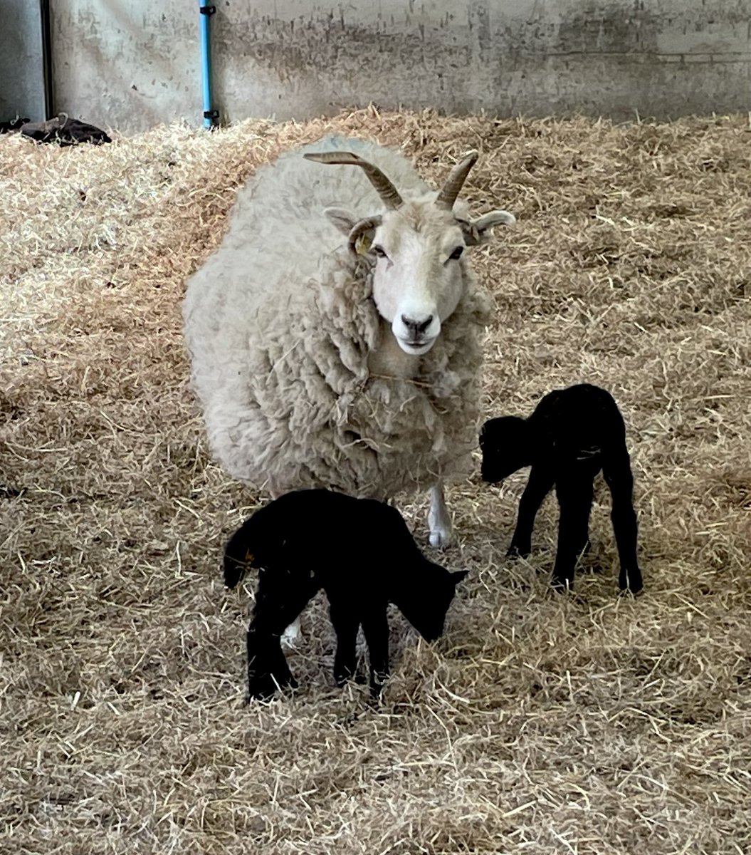 Manx Loaghtan tweet media