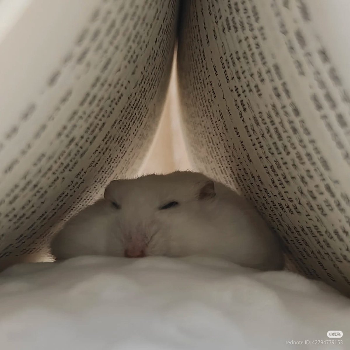 hamster tweet media