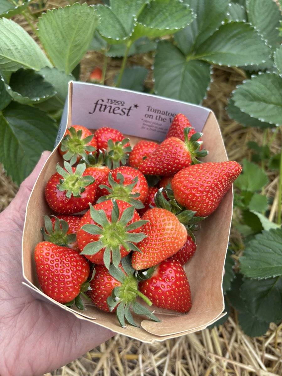 AlanEDown's tweet image. Tesco Finest? 
No way! 
These are homegrown #strawberries from my polytunnel!