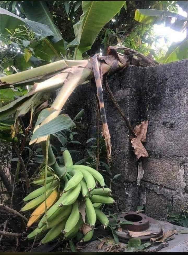 AndyJnr ° Umaru  tweet media