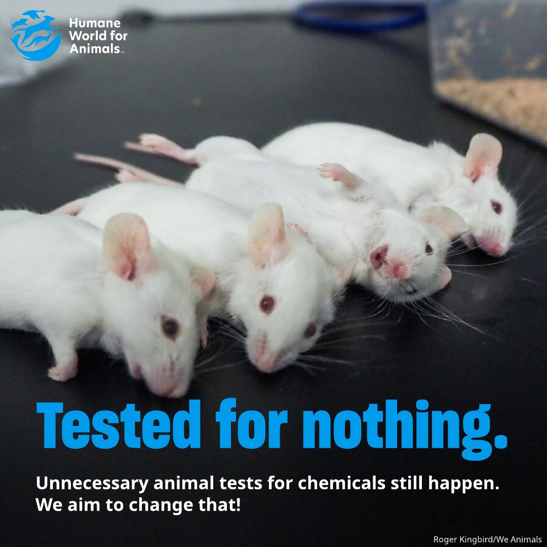 humaneworldeat's tweet photo. Our global push to ban cosmetic animal testing has saved countless animals &amp; proven kinder science can replace outdated methods. We’re working to end animal testing as the safety standard beyond cosmetics—for all chemicals. We'll be sharing more in our #TestedForNothing series! https://t.co/CuZ91VcKxU