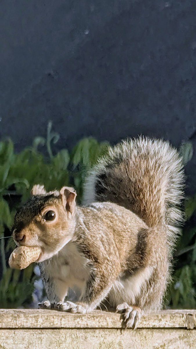 Gregster29's tweet photo. Little fecker. 

#GreySquirrel https://t.co/FwxGuEUPFs
