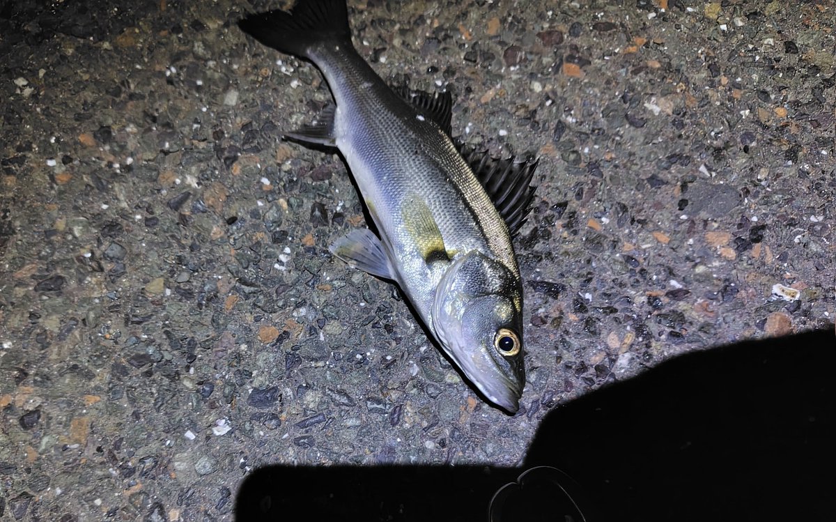 uekenfishing's tweet photo. セイゴ3匹追加
下手でもぶん投げて巻いときゃ釣れるVJはやっぱ凄まじいと思う
#福井シーバス
#COREMAN
#コアマン
#VJ16 https://t.co/09M8lsmHQ5