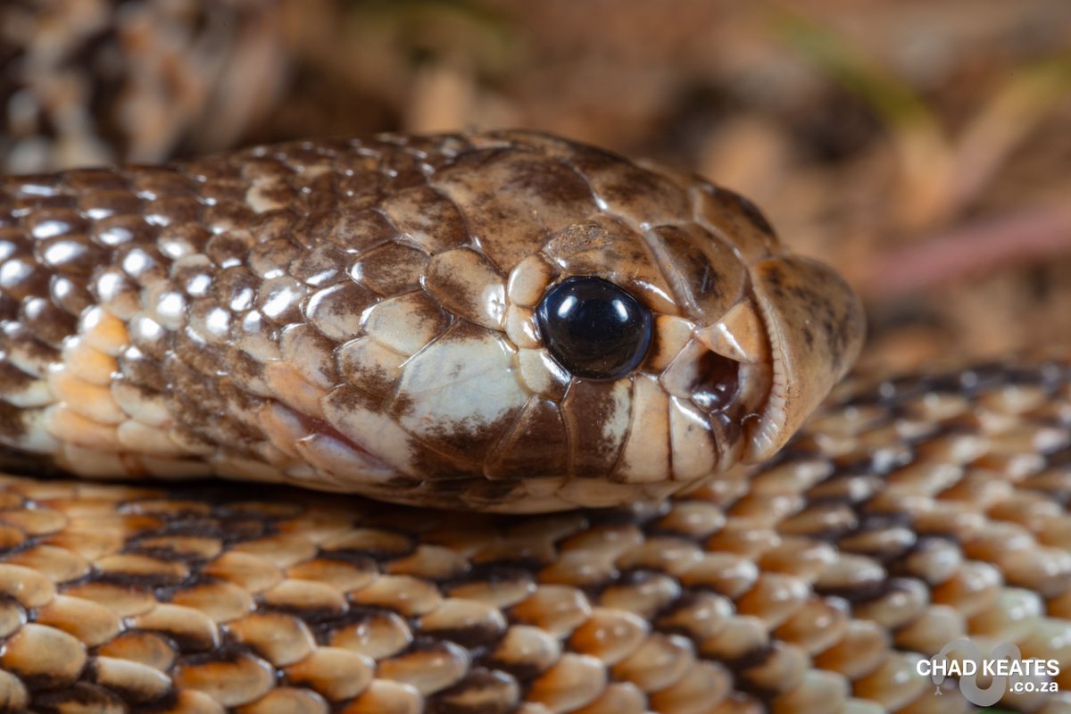 chadkeates's tweet photo. The Eastern Shield-nose Snake (Aspidelaps scutatus) from hoedspruit, Limpopo

Don't let the size fool you; these fossorial elapids are full of character.
🛡️ Enlarged rostral scale for burrowing.
🐍 Docile until provoked, then it’s all hoods and hisses.
🎨 Stunning banding pattern https://t.co/vqcAjwVuVL