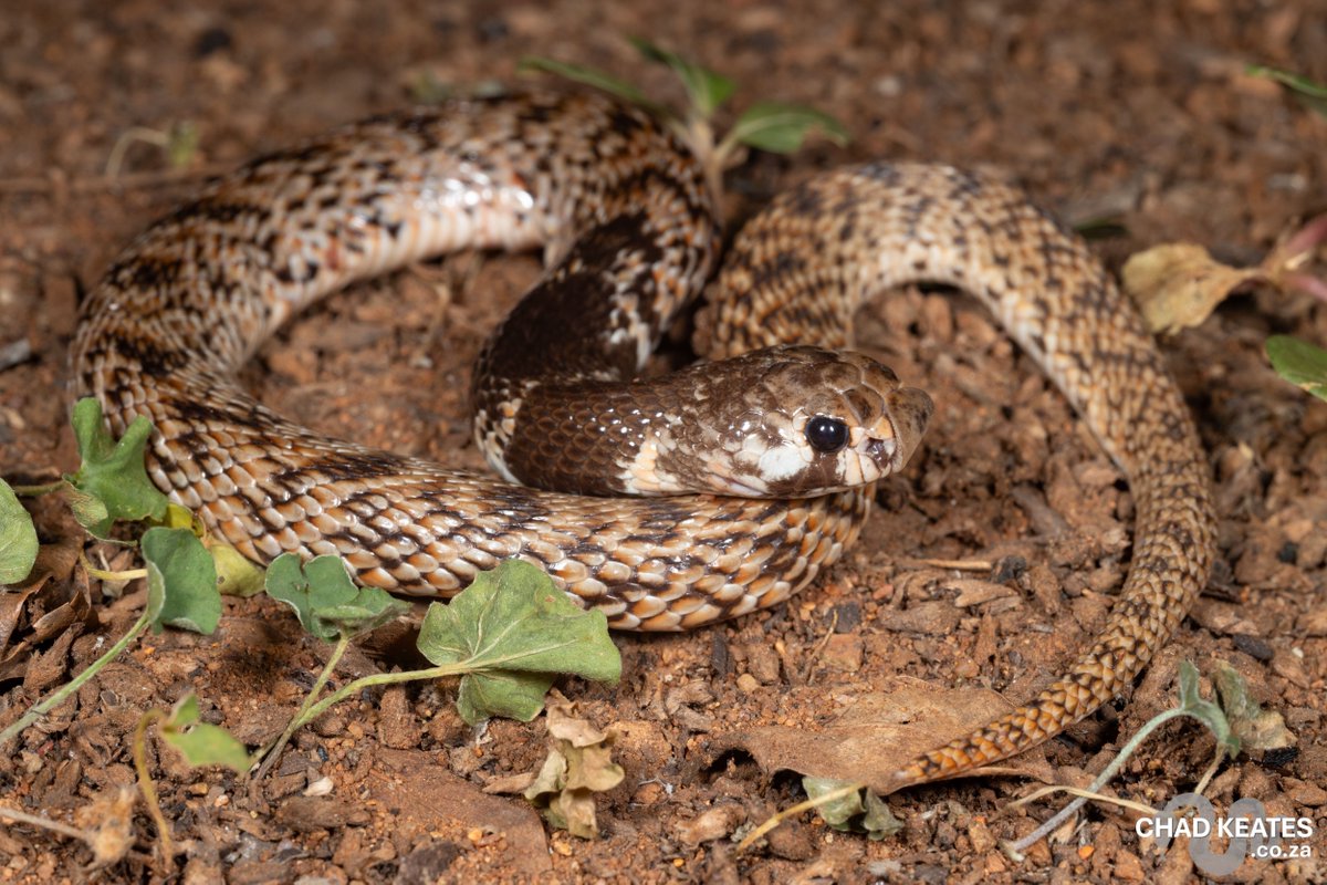 chadkeates's tweet photo. The Eastern Shield-nose Snake (Aspidelaps scutatus) from hoedspruit, Limpopo

Don't let the size fool you; these fossorial elapids are full of character.
🛡️ Enlarged rostral scale for burrowing.
🐍 Docile until provoked, then it’s all hoods and hisses.
🎨 Stunning banding pattern https://t.co/vqcAjwVuVL