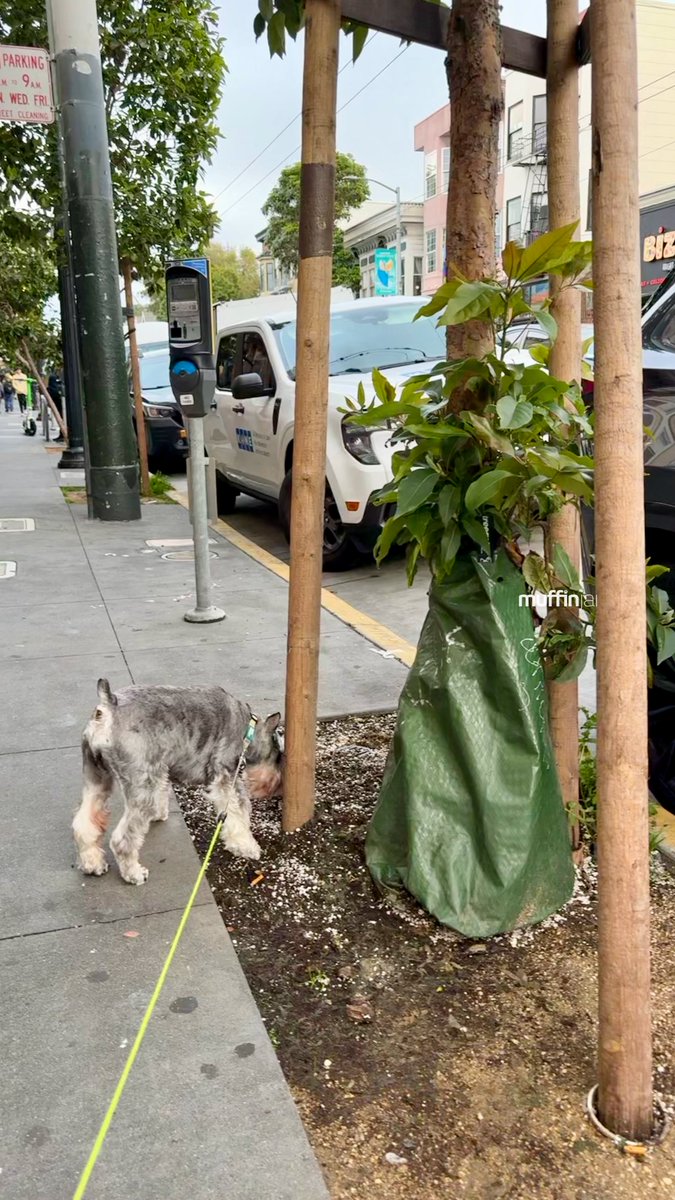 muffinjai's tweet photo. Scholar catching up on the absolute latest “pee-mail” here in the heart of Haight-Ashbury! 📫 I’m currently logged into “Dogbook,” using my 300 million olfactory receptors to read the local doggy news left on this historic tree trunk.
#PeeMail #DoggyNews #HaightAshburyDogs https://t.co/NWndOpQ5i3