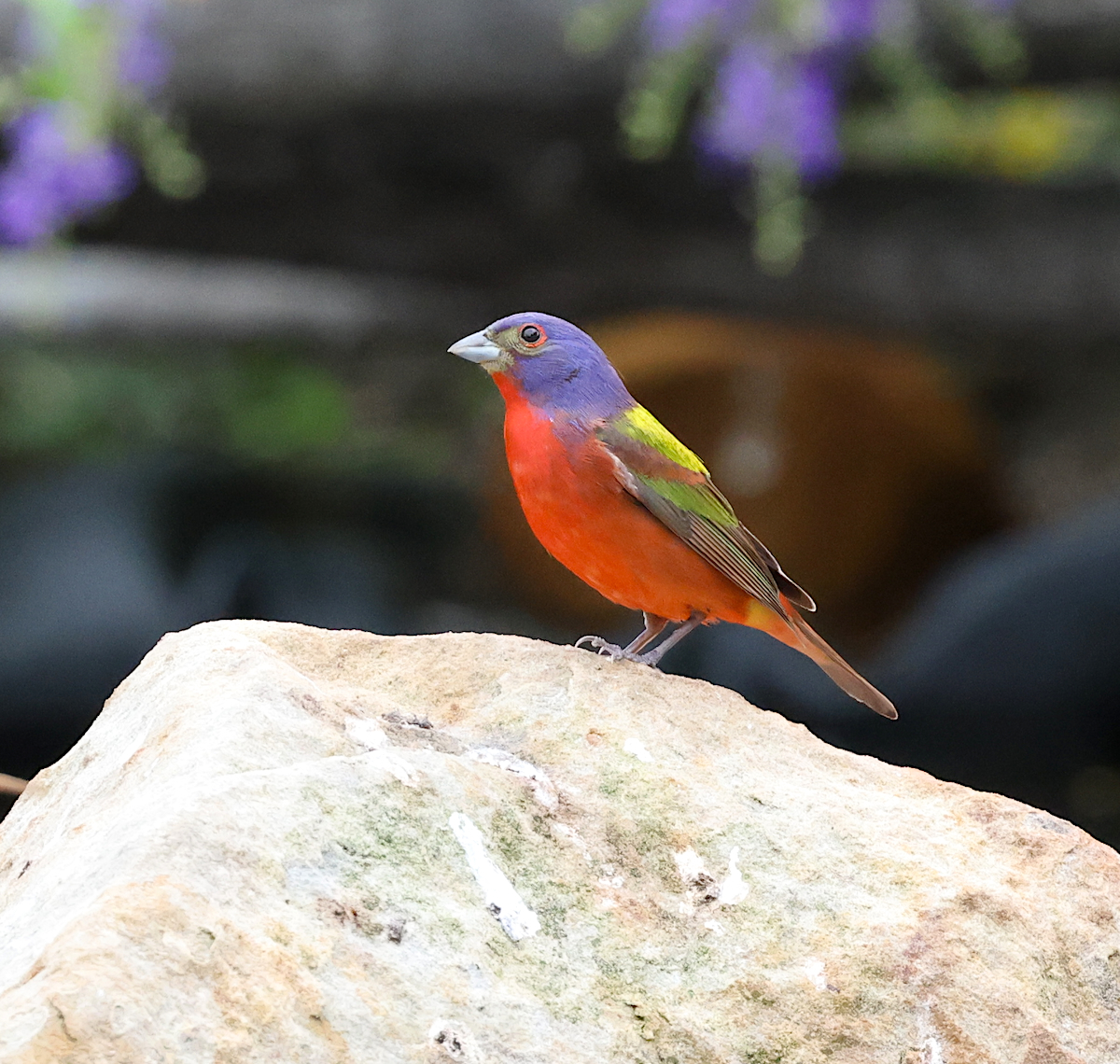 TexasBirder tweet media