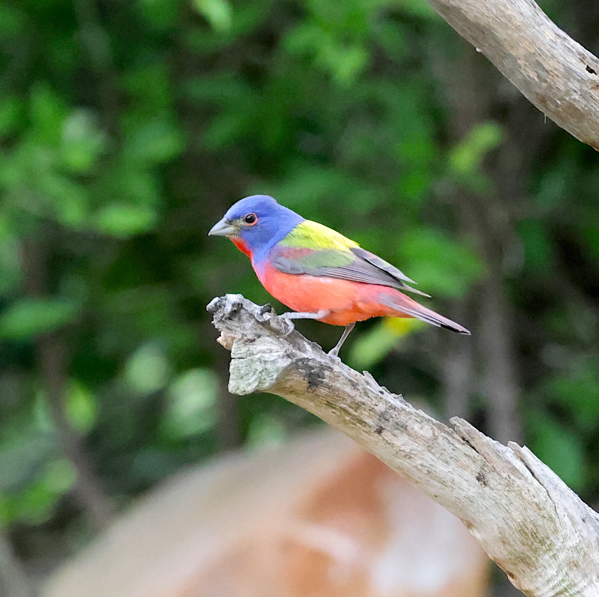 TexasBirder tweet media