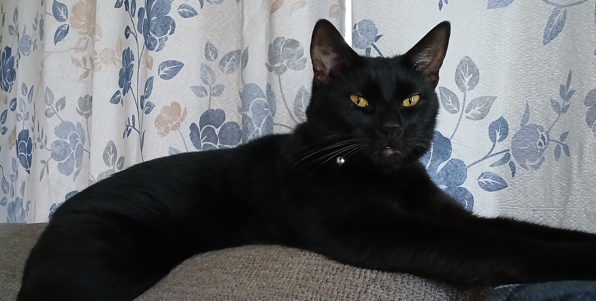 Ellie Mae, Tig & Bahloo (Gemma OTRB 12/8/24) tweet media