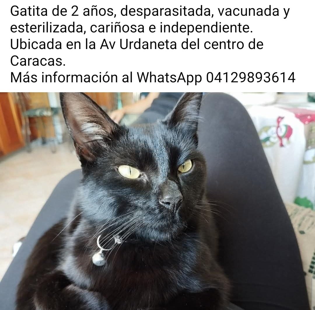 PerroUsuario Wof '•' tweet media