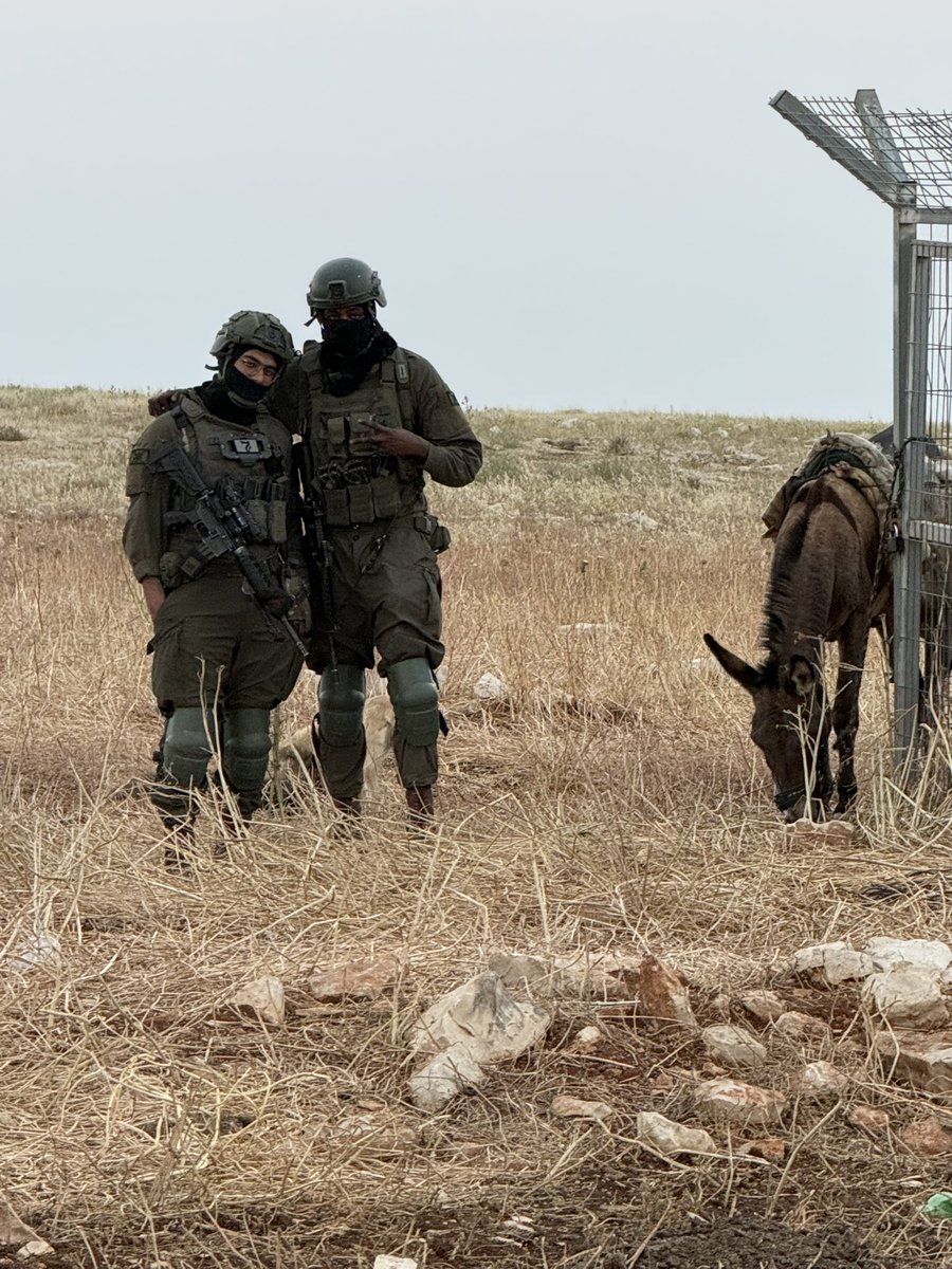 Three donkeys