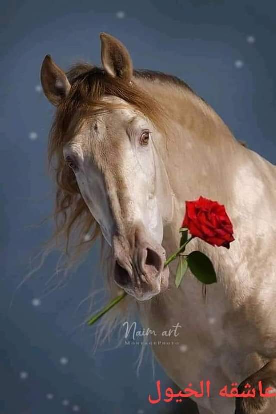 Abdullah ÃĹŘÃẸЎ (🤍) ❤ tweet media
