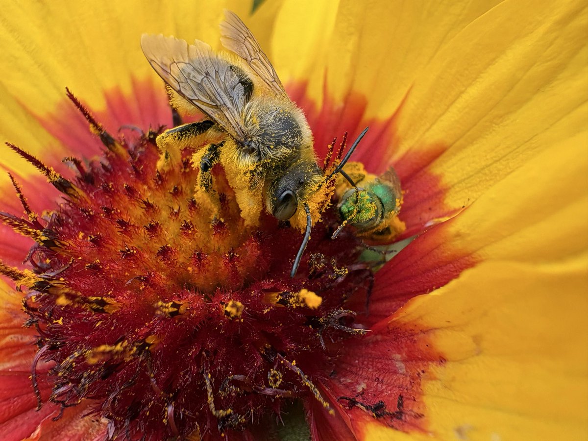 sfbaybees's tweet image. It turns out male Leafcutter bees don’t fight everyone on their turf. I’m not saying this Megachile perihirta male and Agapostemon subtilior female were besties, but they were pals. Nearby male longhorns, not at all. [Alameda, CA 4-26-26] #bees #nativebees