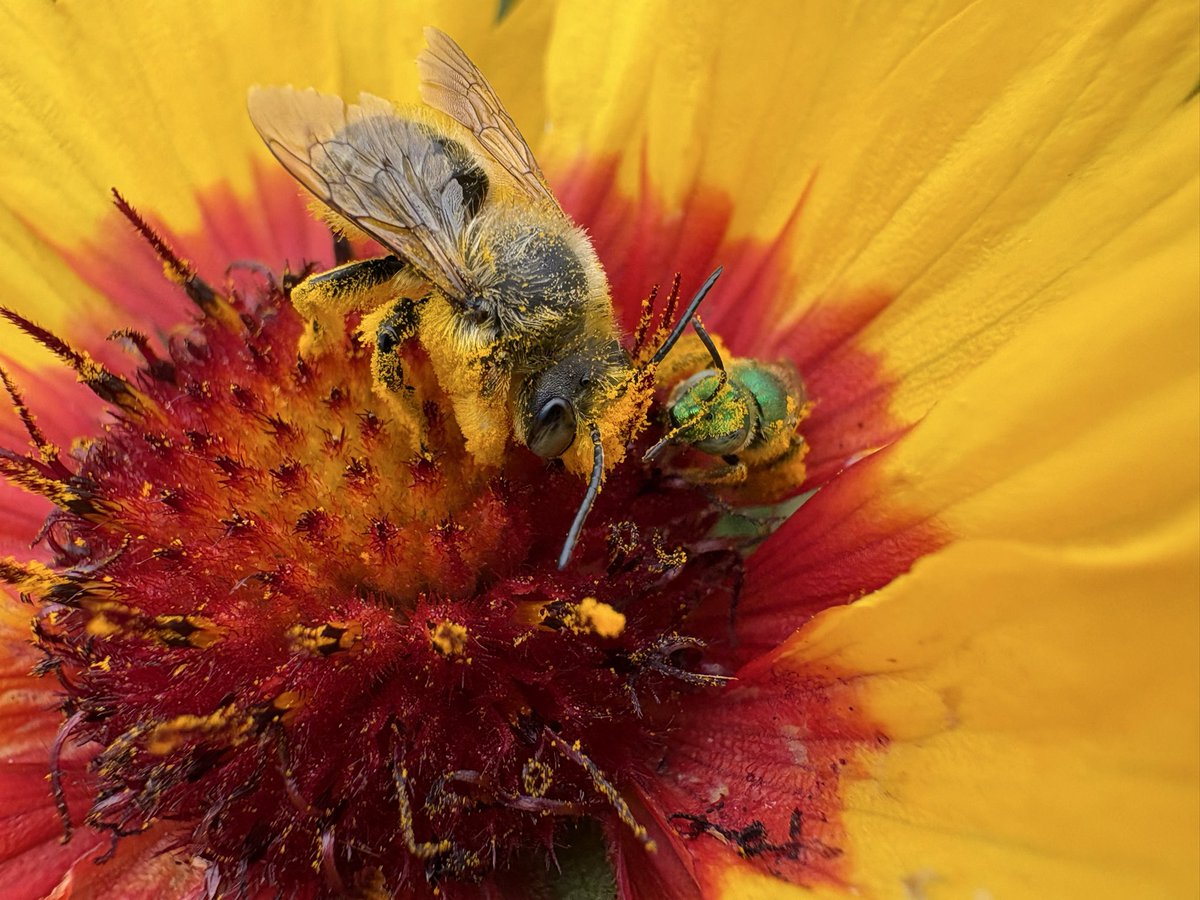 sfbaybees's tweet image. It turns out male Leafcutter bees don’t fight everyone on their turf. I’m not saying this Megachile perihirta male and Agapostemon subtilior female were besties, but they were pals. Nearby male longhorns, not at all. [Alameda, CA 4-26-26] #bees #nativebees