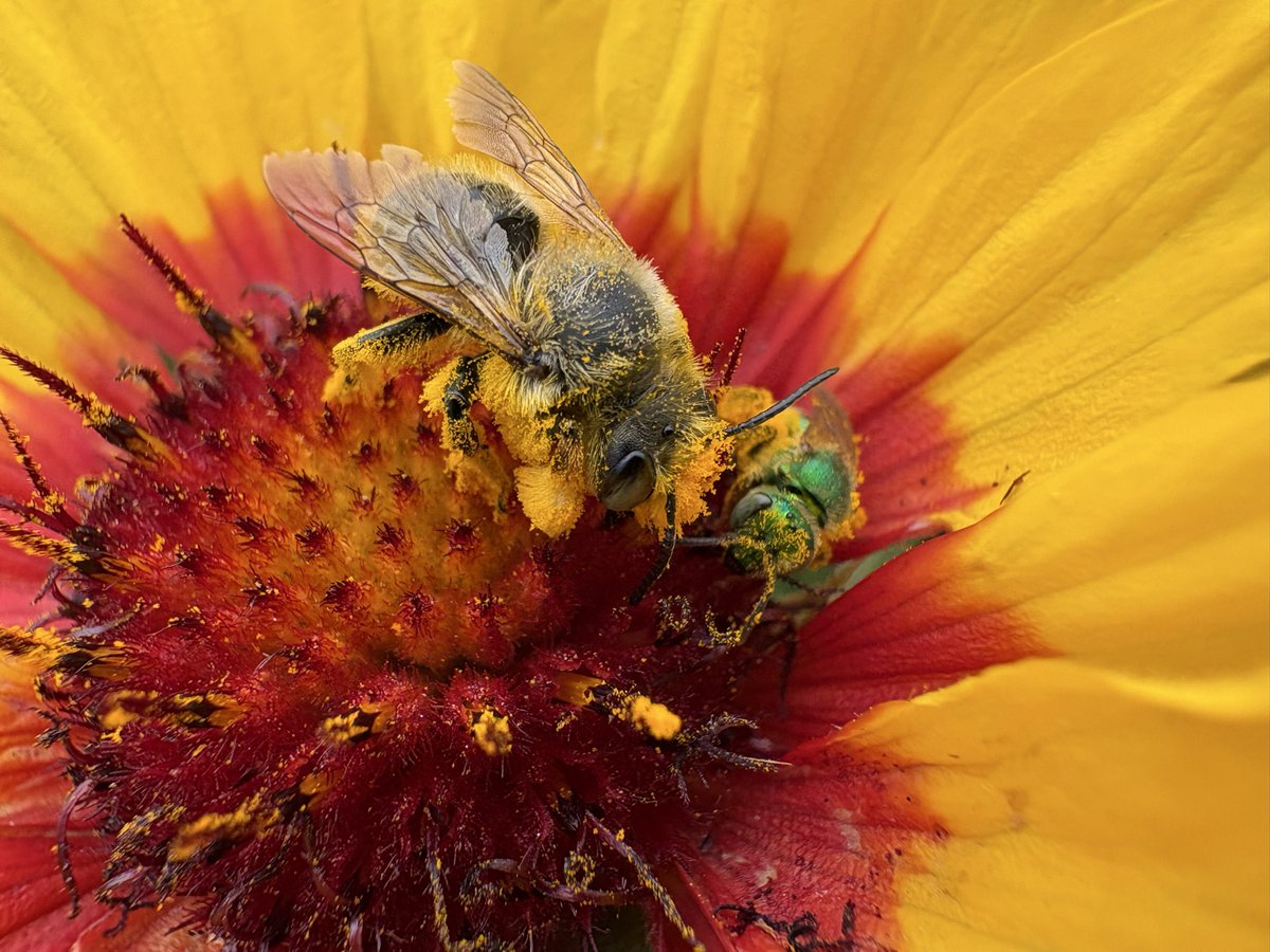 sfbaybees's tweet image. It turns out male Leafcutter bees don’t fight everyone on their turf. I’m not saying this Megachile perihirta male and Agapostemon subtilior female were besties, but they were pals. Nearby male longhorns, not at all. [Alameda, CA 4-26-26] #bees #nativebees