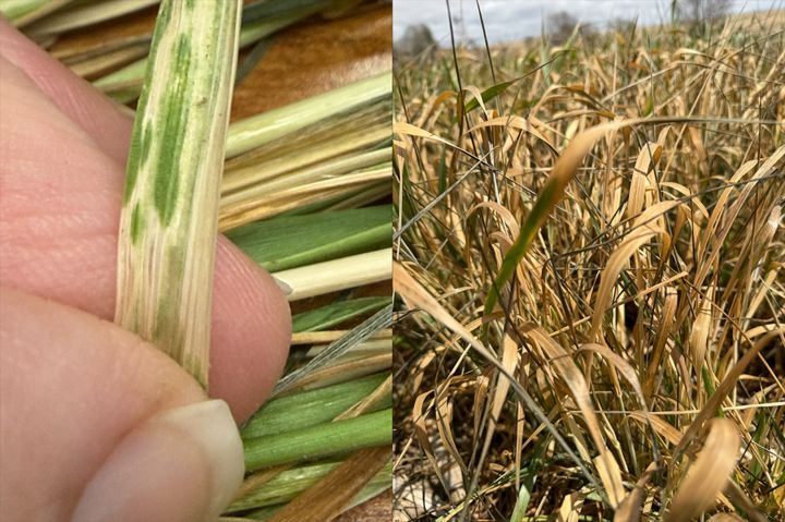 Nebraska CropWatch tweet media