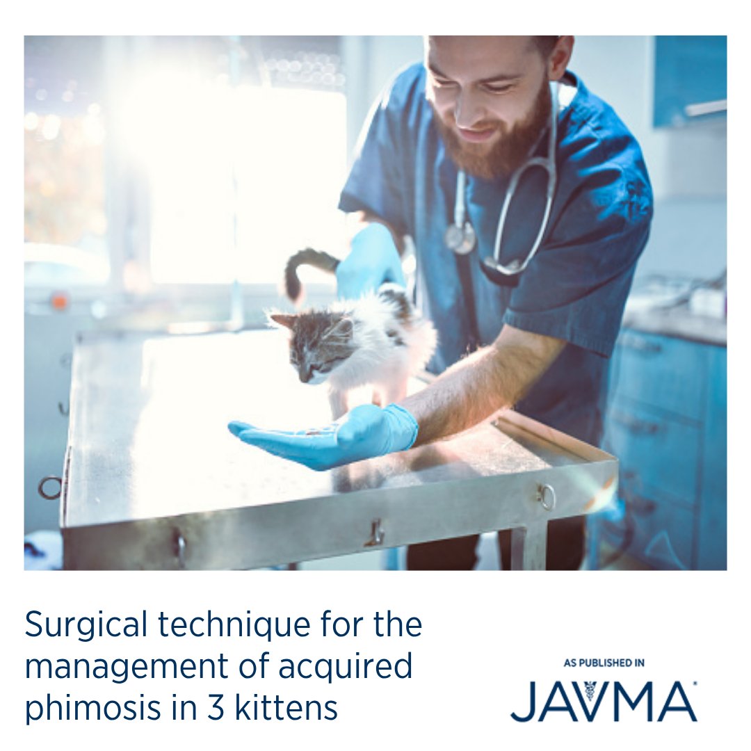 AVMAJAVMA's tweet image. The extensive preputioplasty technique may represent an effective option for the management of #kittens with #phimosis and penile preputial adhesions. Learn more: jav.ma/phimosis #acquired #urethrostomy #prepuce
