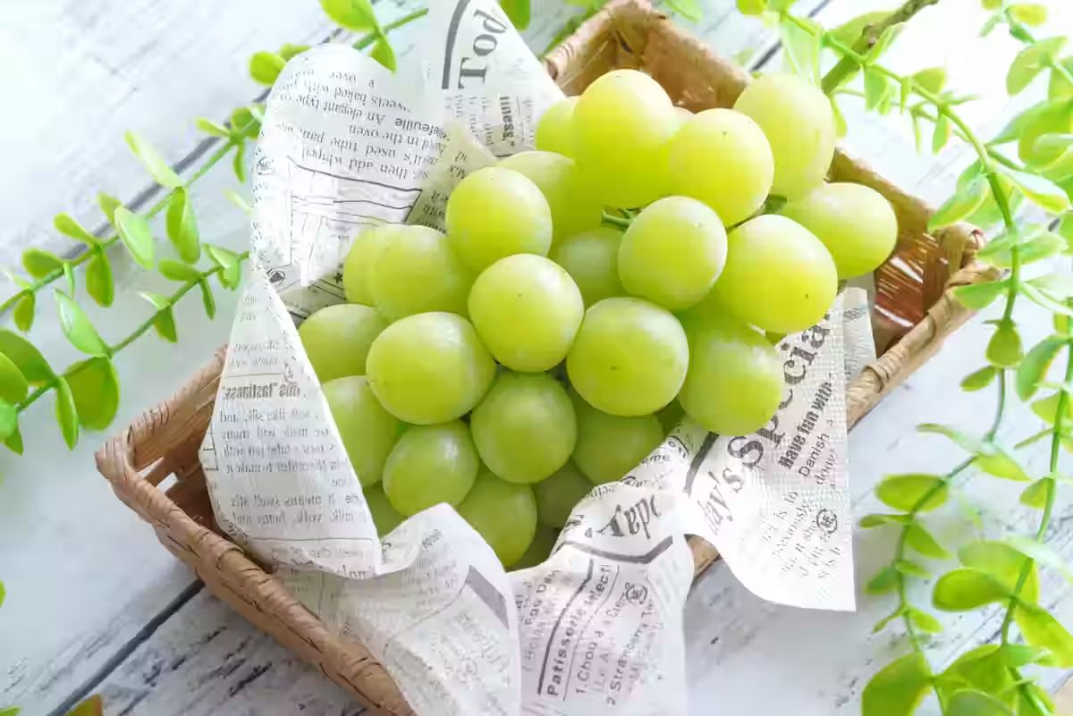 FoodinJ's tweet image. These grapes are eaten whole.

Shine Muscat from Japan is seedless, incredibly sweet, and has a crisp skin you can bite into.

buff.ly/nCEl0ad

#JapaneseFood #Fruit