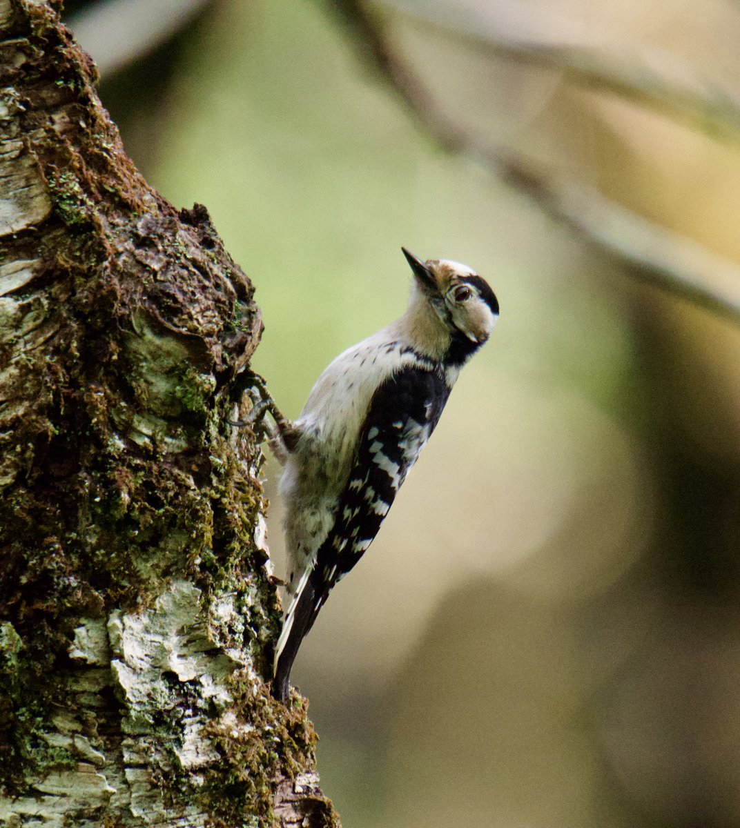 TimTim292's tweet image. Lesser Spotted Woodpecker in Devon @BirdTrack @BirdGuides @_BTO #BirdsSeenIn2026 #Woodpecker #Devon