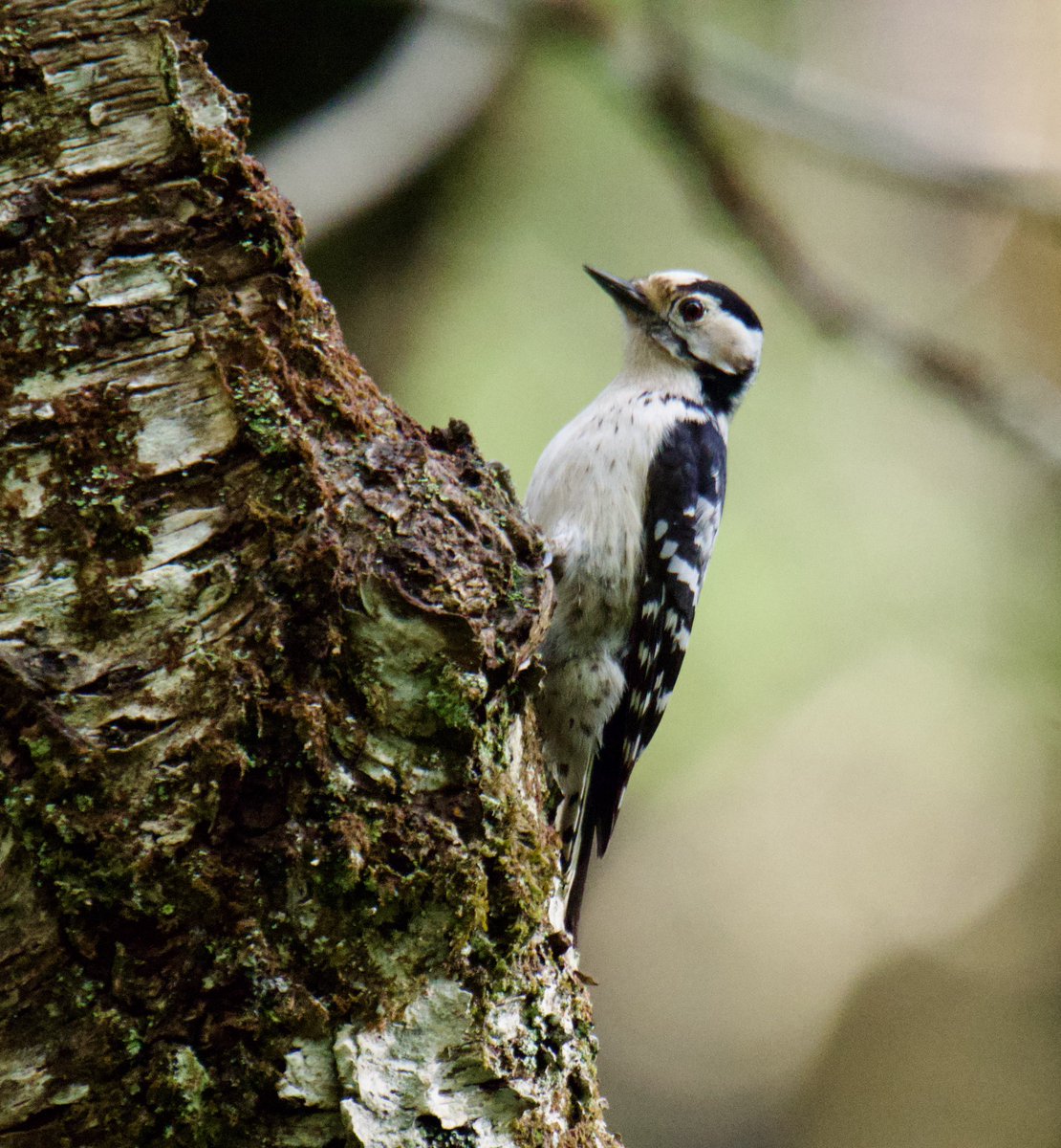 TimTim292's tweet image. Lesser Spotted Woodpecker in Devon @BirdTrack @BirdGuides @_BTO #BirdsSeenIn2026 #Woodpecker #Devon