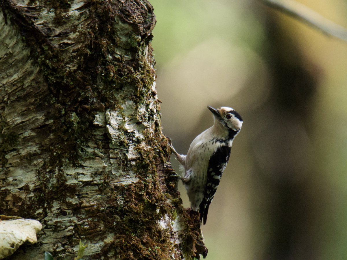 TimTim292's tweet image. Lesser Spotted Woodpecker in Devon @BirdTrack @BirdGuides @_BTO #BirdsSeenIn2026 #Woodpecker #Devon