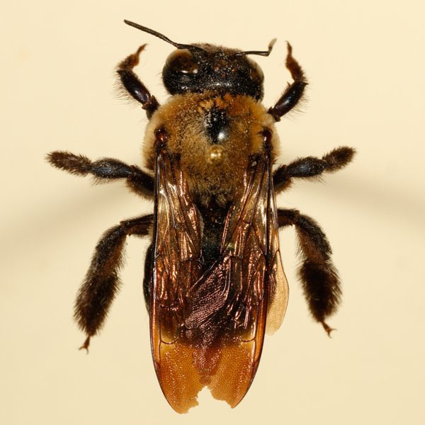 rysopod's tweet photo. Cuckoo bumble bees (not to be confused with cuckoo bees)(also cool)

True bumble bees, but they’re social parasites on other species nests. Super cool niche, and the presence of them is typically a good health indicator. 

https://t.co/jc2NIHbfkU https://t.co/W6ExkgkaoC