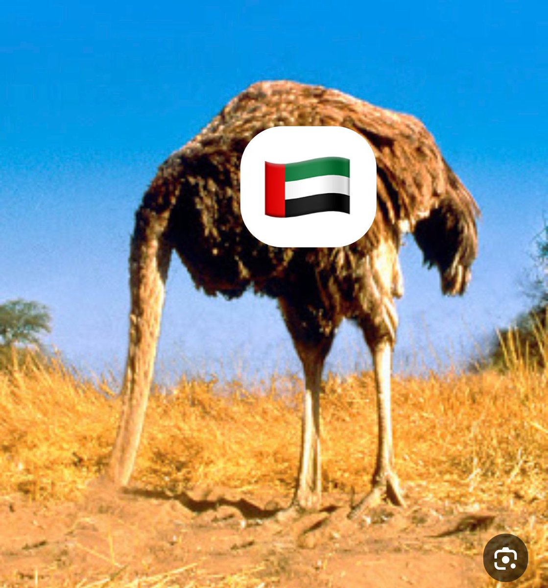 فهد الشهيل tweet media
