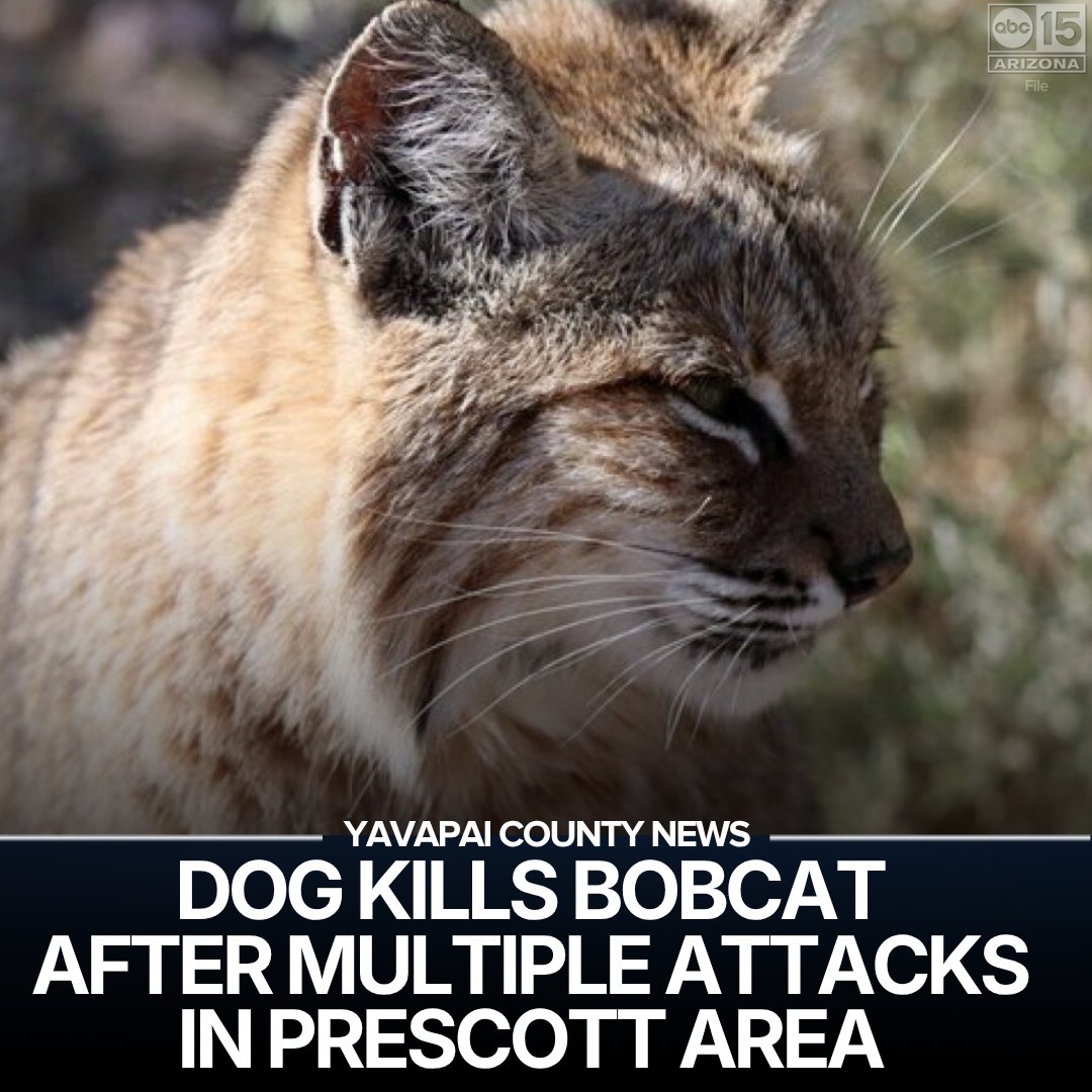ABC15 Arizona tweet media