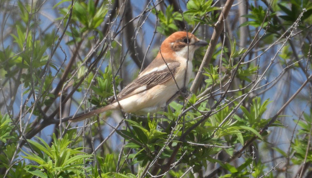 Mark32729033's tweet image. Managed to box off the 4 main species of shrike on lesvos today, every time we stopped they were there 👌😂. And found another night heron that loved having its photo taken #birdwatching #lesvos