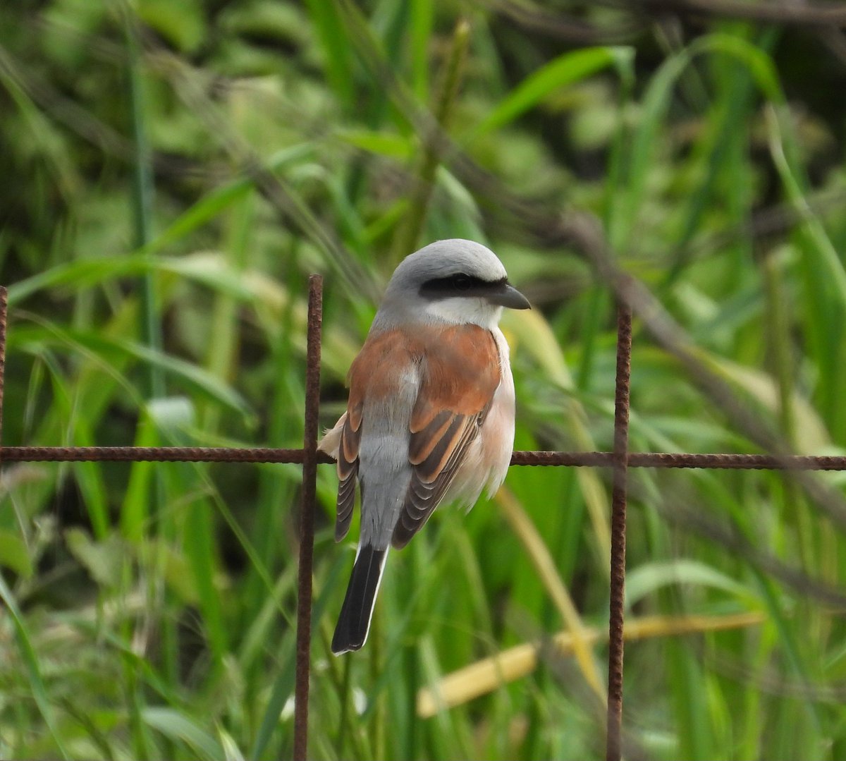 Mark32729033's tweet image. Managed to box off the 4 main species of shrike on lesvos today, every time we stopped they were there 👌😂. And found another night heron that loved having its photo taken #birdwatching #lesvos