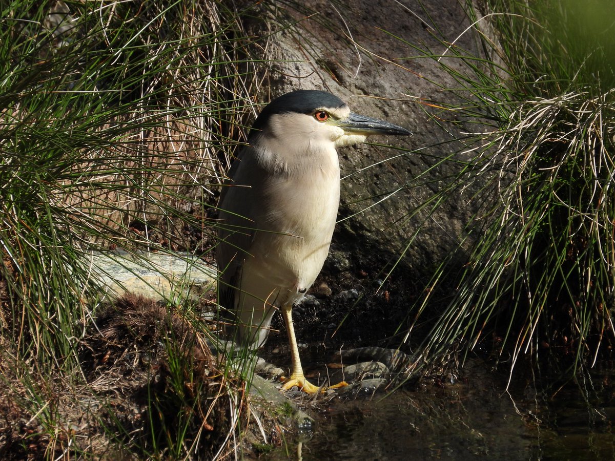 Mark32729033's tweet image. Managed to box off the 4 main species of shrike on lesvos today, every time we stopped they were there 👌😂. And found another night heron that loved having its photo taken #birdwatching #lesvos