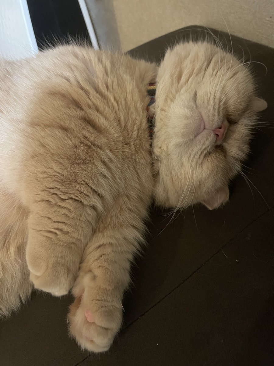 きゃわ良き！きゃわ良き！