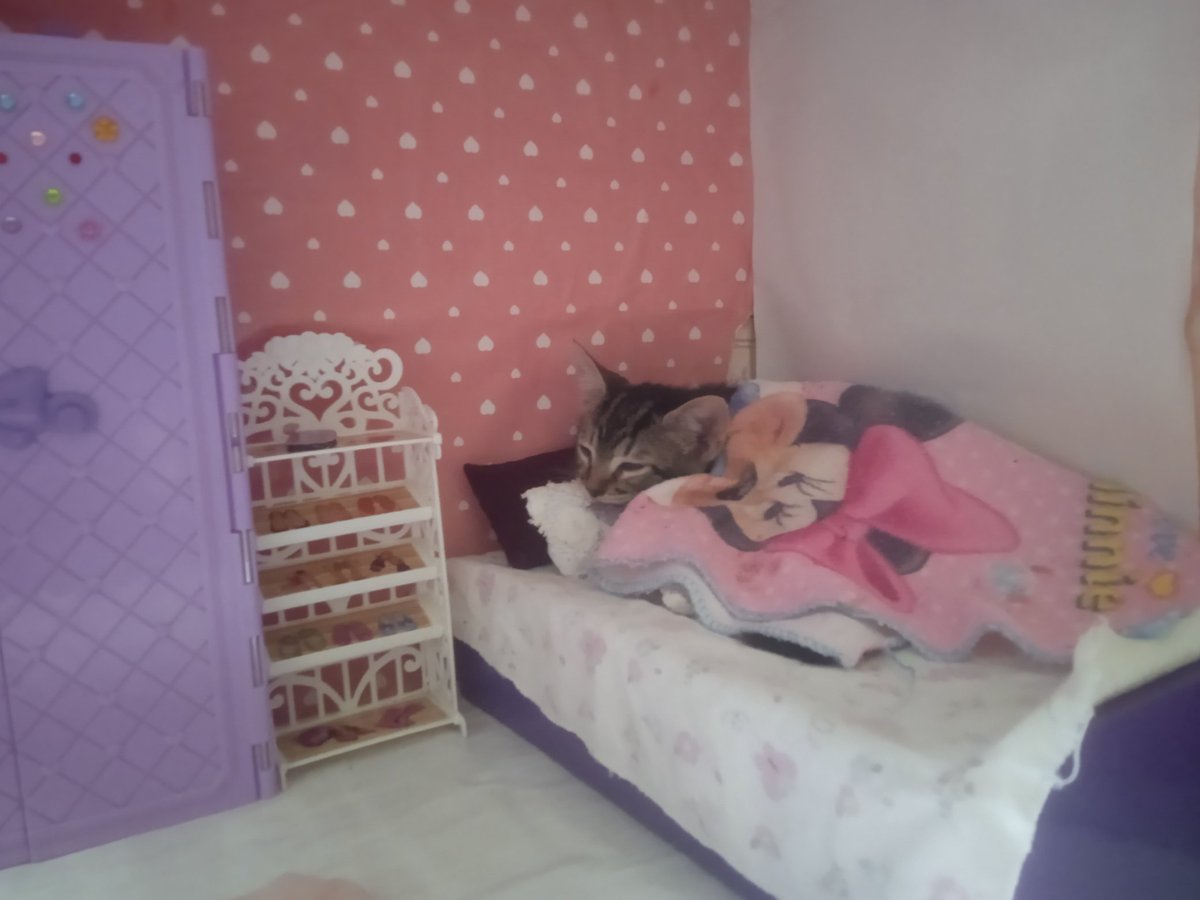 YukiDemonWater's tweet image. Post de apreciación a una micho cómoda y mimida 😼✨
#kitty #kawai #cute