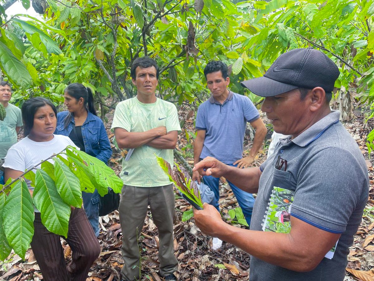 PROGRESO3's tweet photo. Productores líderes participaron en el Intercambio Regional de Experiencias en Manejo Técnico del Cacao y Revaloración de Cacaos Finos de Aroma, desarrollado en Amazonas.

📍Proyecto Resiliencia, cooperado por @BROT_furdiewelt   y Productos del Bosque cooperado por @AFD_en https://t.co/6uODWd3ONB