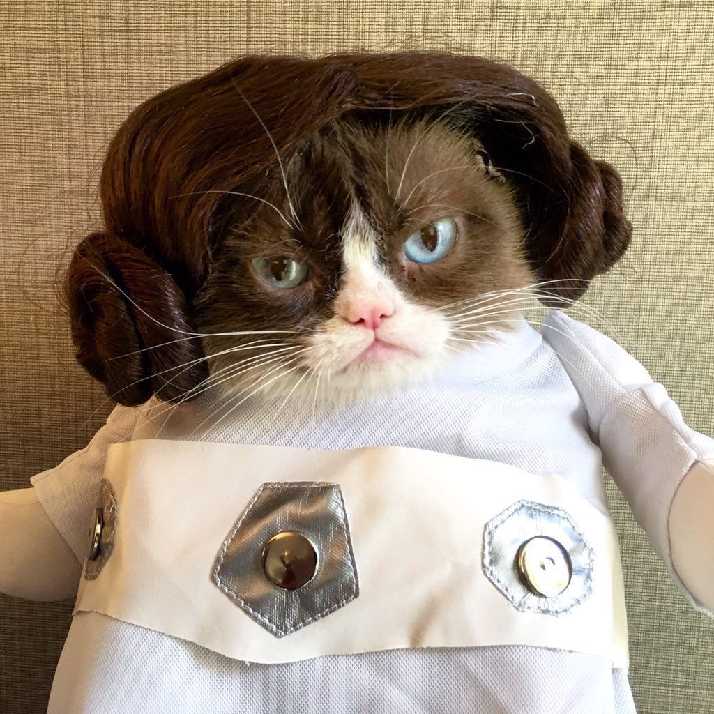 Grumpy Cat tweet media