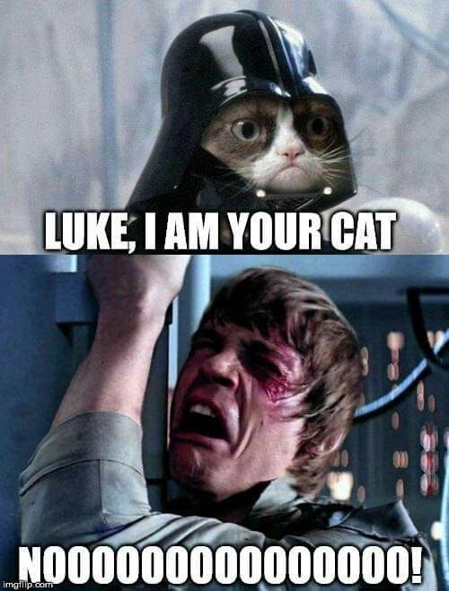 Grumpy Cat tweet media