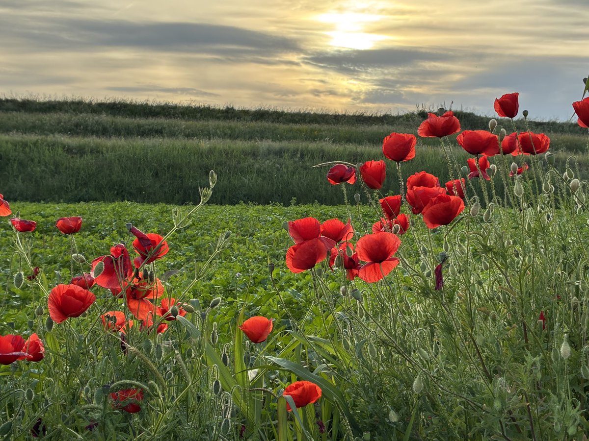 maxfurini's tweet image. Verso sera. Sotto l’argine del Po. #Ficarolo #Polesine #fotografia #paesaggio