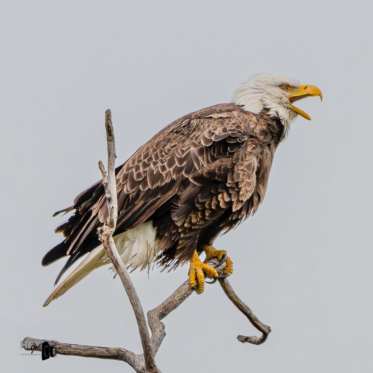 TodaysBaldEagle's tweet image. Bald eagle.
(Photo courtesy of Joe Viola)
#birds #eagles #NaturePhotography #wildlife #nature