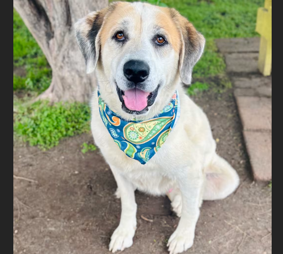 HollywoodDogs's tweet image. Chief, an 8-year-old Anatolian Shepherd mix at a full shelter in #Bastrop, #TX, needs a forever home, a foster home, or rescue adoptapet.com/pet/47501809-b… #URGENT #seniordog #AdoptableDogofDay 🐶
