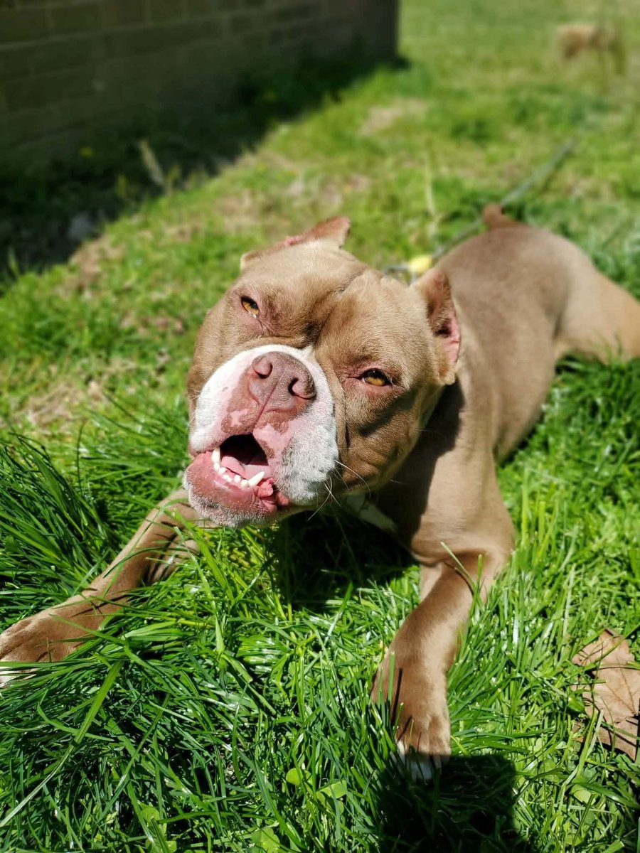 Hounds in Pounds tweet media