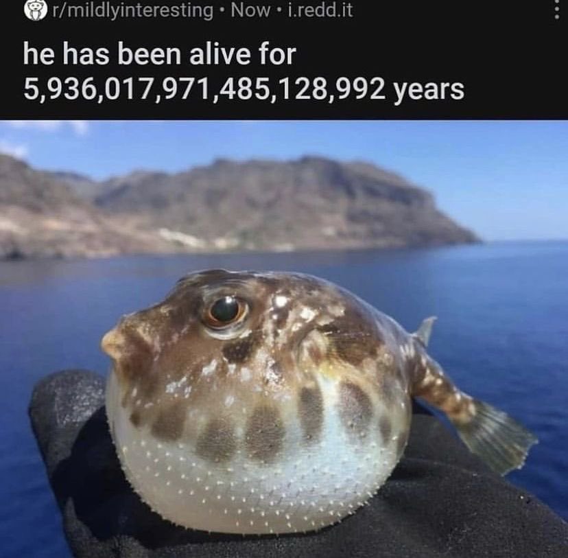 fishious tweet media