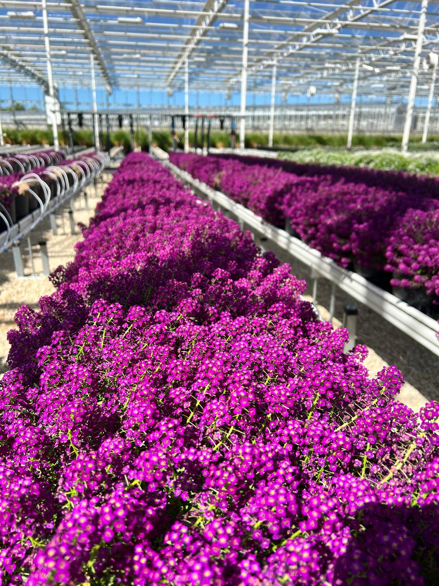 WestlandsUK's tweet image. Our Alyssum Flowers are in peak form. Vibrant, fragrant, and full of character.

Expect a lively peppery bite balanced by a delicate sweetness. These elegant little blooms bring a sharp, aromatic finish to savoury dishes.

#Michelin #Chef #EdibleFlowers