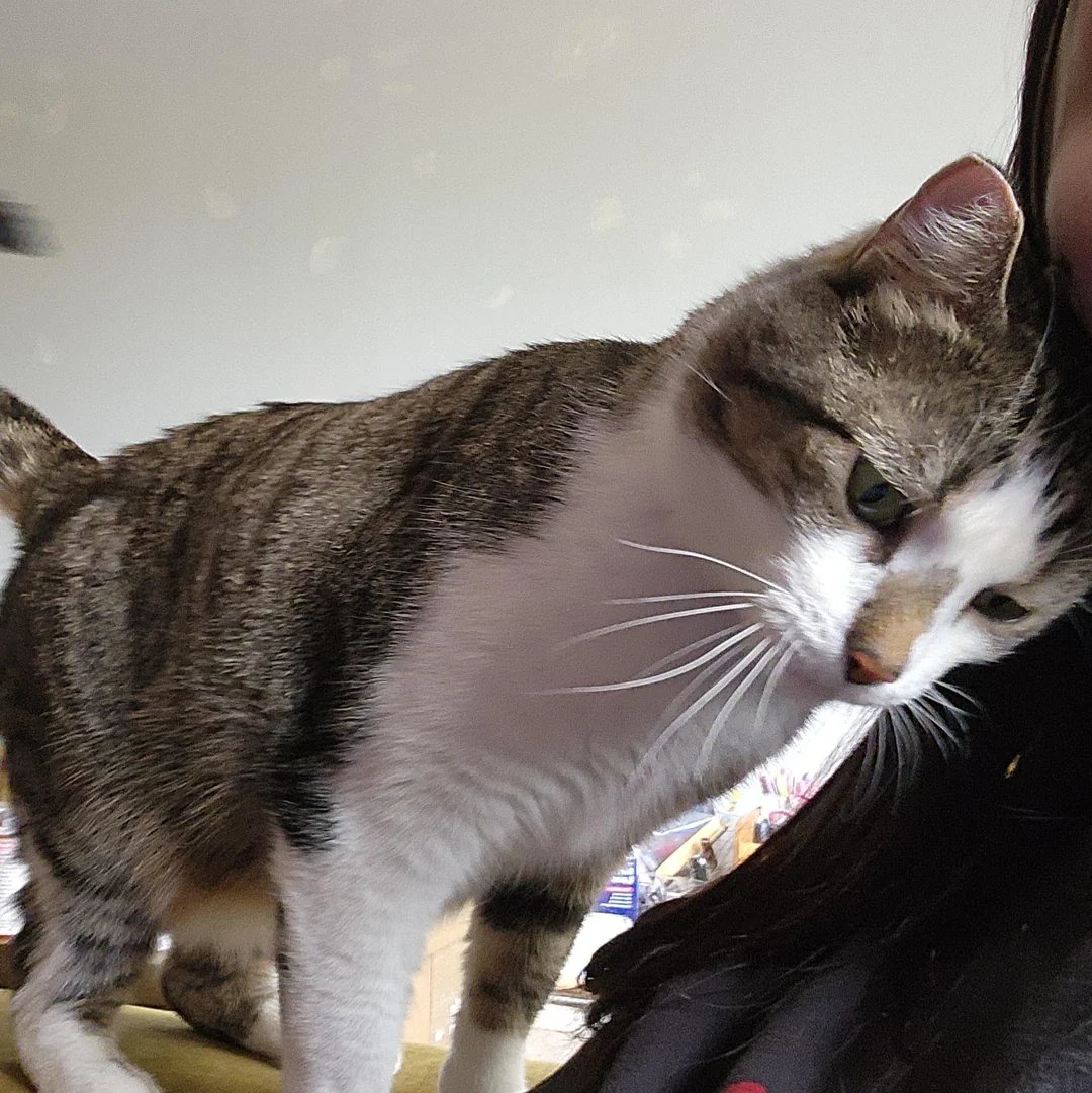 HSAddict697's tweet photo. Cat found 4 days ago at Peterson and California, if its yours, go to ChicagoNWSide subreddit.
#CatFound #Chicago https://t.co/T2rKdbAaEm